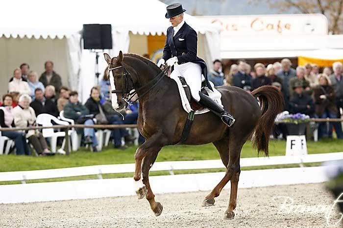 BUENO DE BROMONT -3ans - Oldenbourg - Briar de Bromont X Bueno5