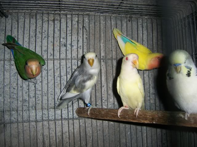 RAMBOOOO BIRDS FOR SALE 101_0253
