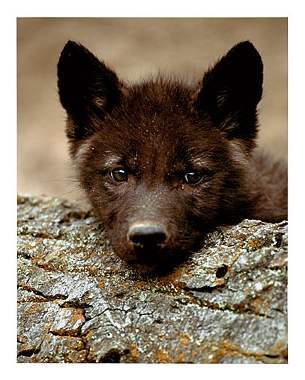 Your Wolf Pics Cwc-wolf-pup