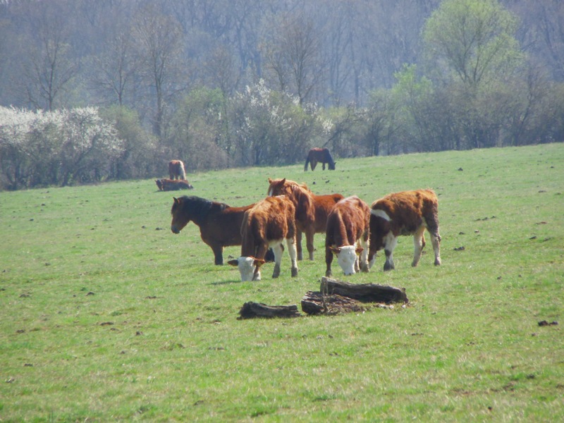 Odransko polje. IMGP4916_zps378c158f