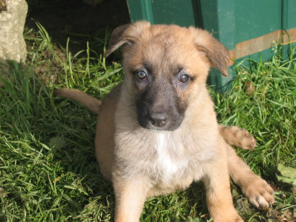 Baylee; 2 1/2 year old Malinois x GSD homed 020