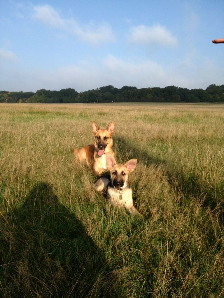 Baylee; 2 1/2 year old Malinois x GSD homed 7AB28586-1FF2-4B71-B5E1-7AE92078FEEB-3424-0000044A42DAA739_zpsd183027e