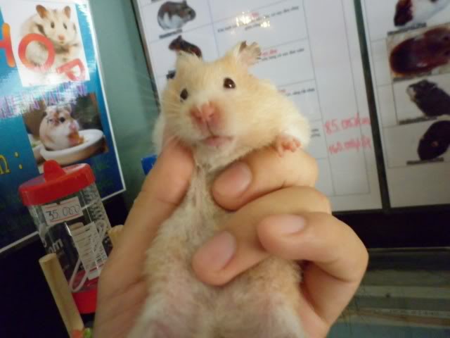 Cao Lãnh Đồng Tháp - Khai Trương Petshop "Hamshop" P1000143