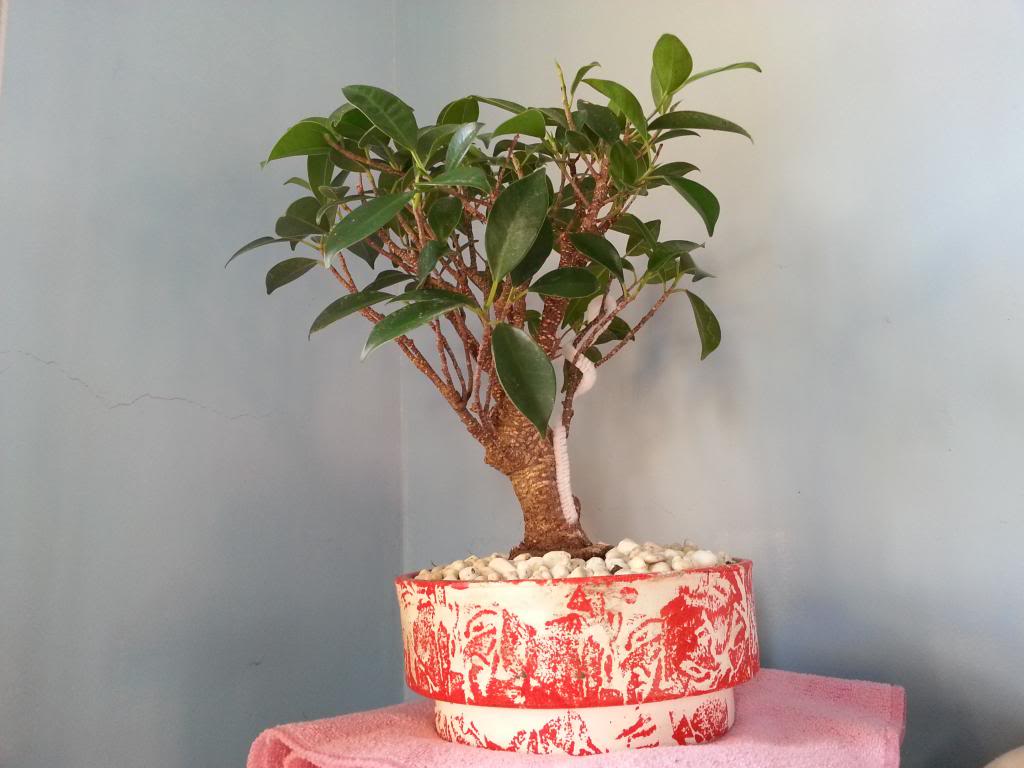 Mi primer bonsai (Ficus) 20121128_161218