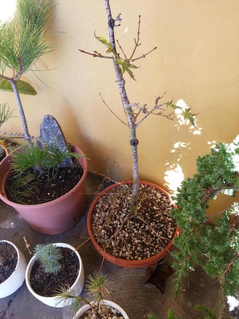 Mi primer bonsai (Ficus) 20121202_132801