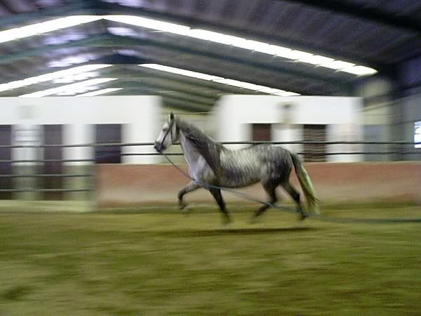 Fotos de Nuestros Caballos v. XXIII - Página 2 Bscap0259