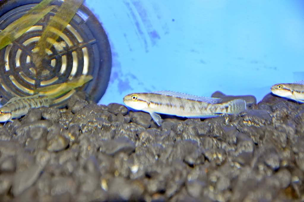 Próximo pedido de peces _DSC2123