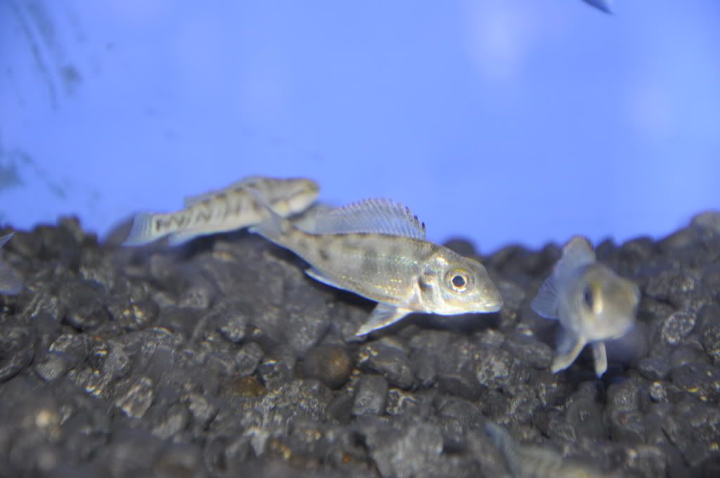 Próximo pedido de peces _DSC2138