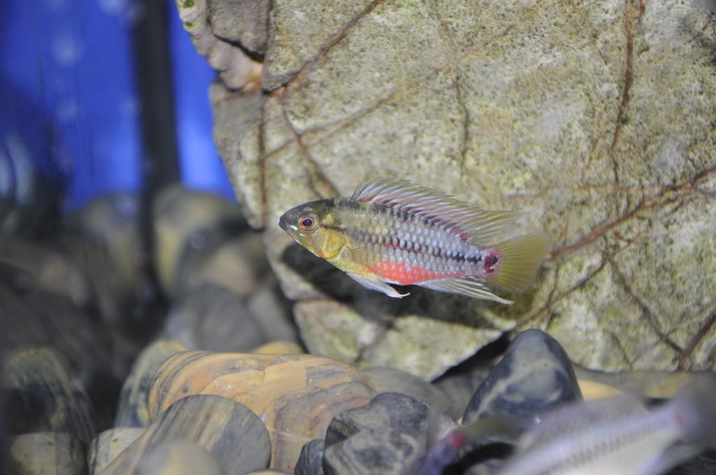 Próximo pedido de peces _DSC2170