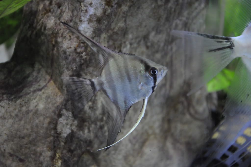 Próximo pedido de peces _DSC2214