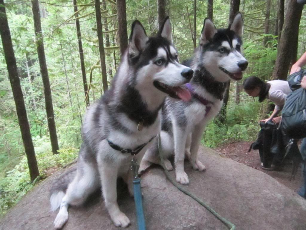 Seattle Area Huskies!!! - Page 12 IMG_1897_zps316522c5