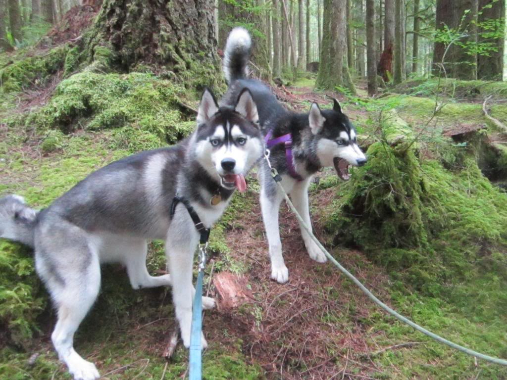 Seattle Area Huskies!!! - Page 12 IMG_1909_zps4ad79929