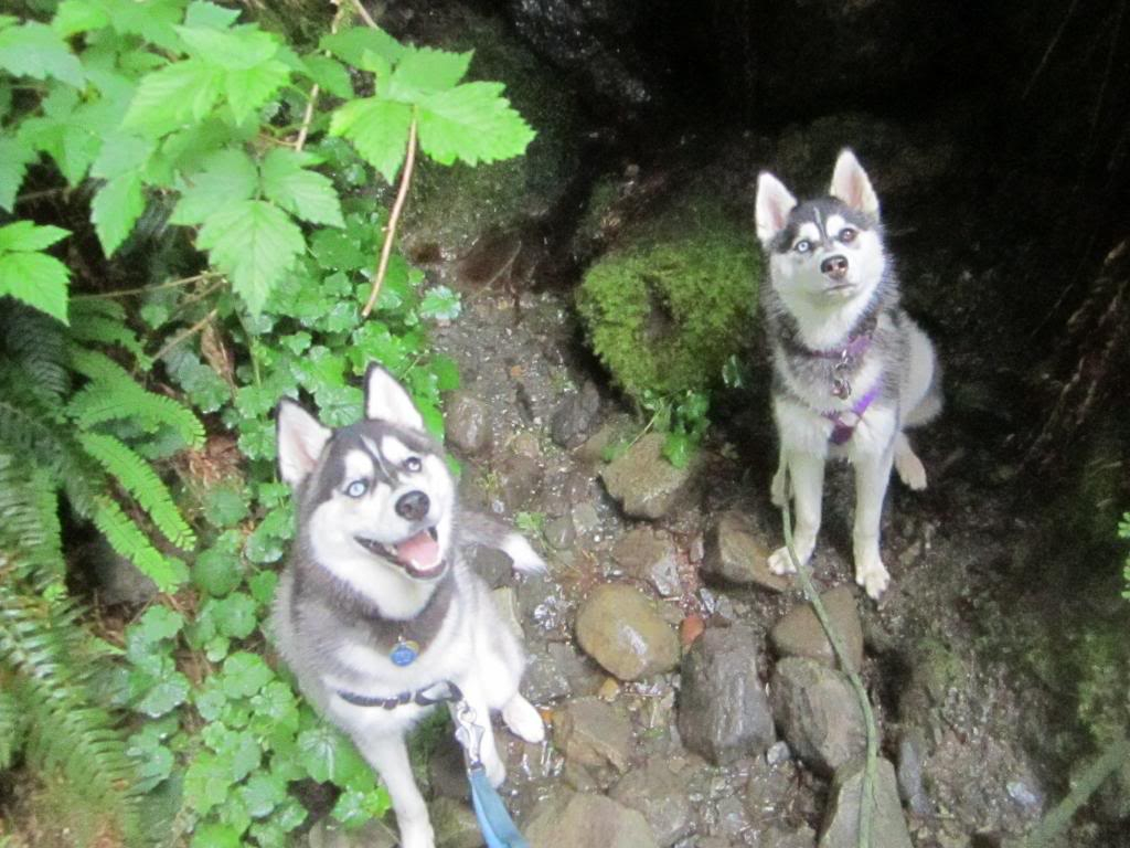 Seattle Area Huskies!!! - Page 12 IMG_1913_zps24c52463