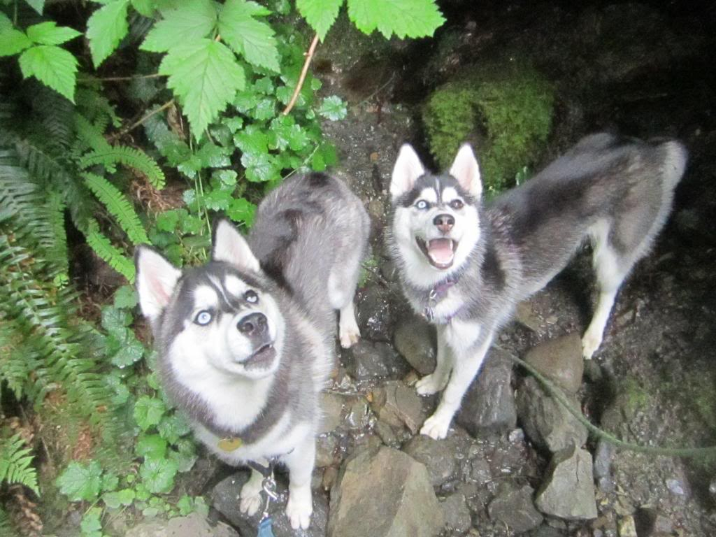 Seattle Area Huskies!!! - Page 12 IMG_1916_zpseda722cf