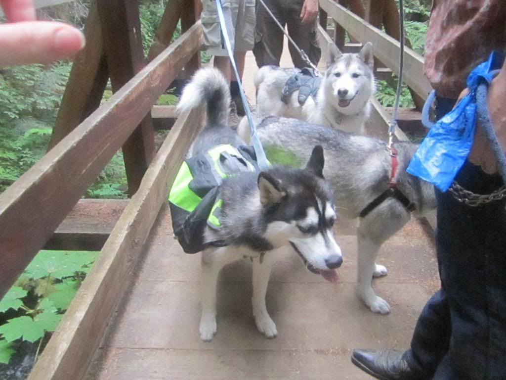 Seattle Area Huskies!!! - Page 15 IMG_2566_zpsecd7dda0