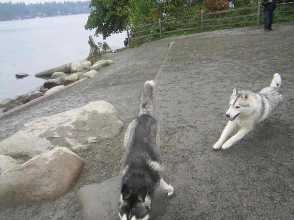 huskies - Seattle Area Huskies!!! - Page 18 IMG_2887_zps78cbe140
