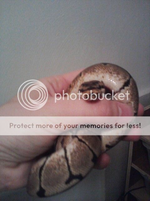 MY SNAKE HAS A MUSTACHE WHAT ?!?!?! CopyofImage05132012085126