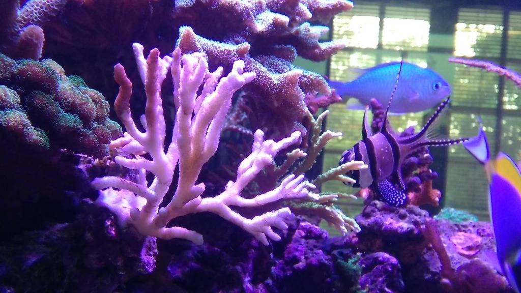Blanchissement coraux ... IMG_20151010_180014_zpsonkilklr