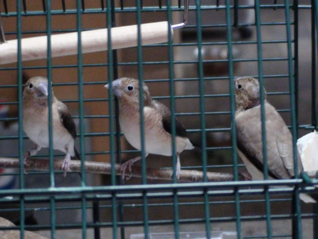 New Silverbill Finches DSC00489