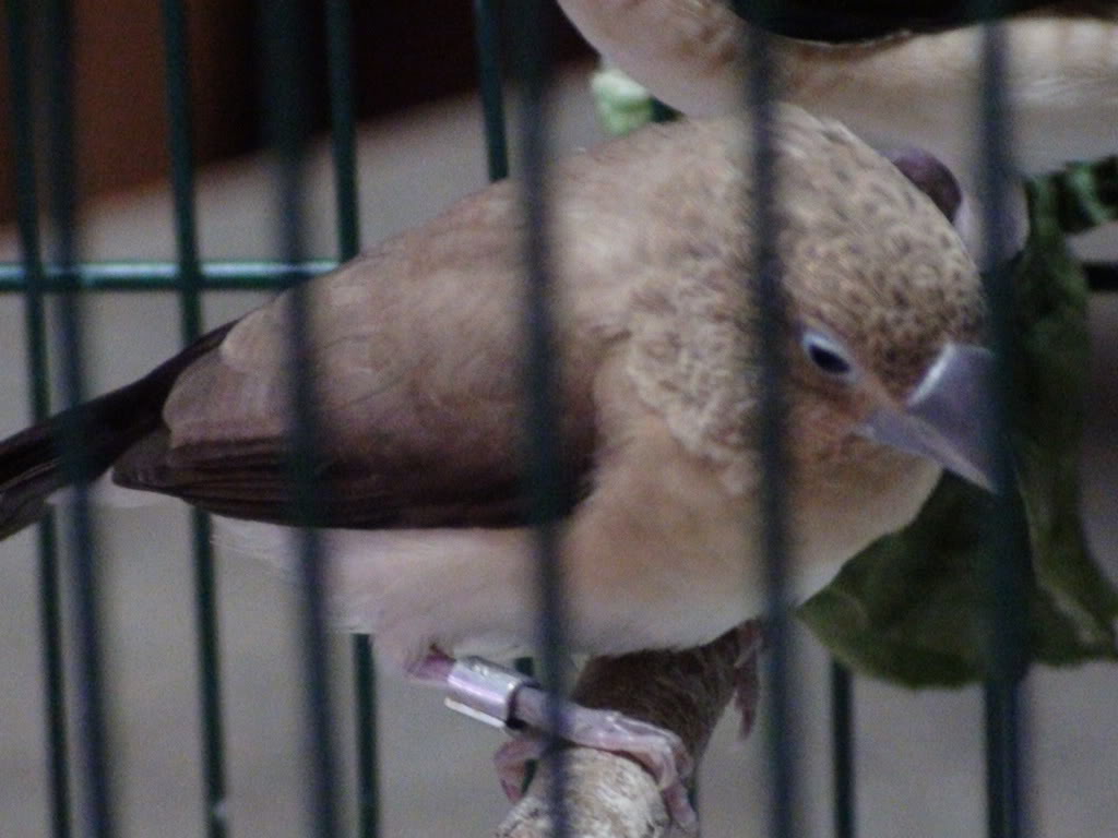 New Silverbill Finches DSC00491