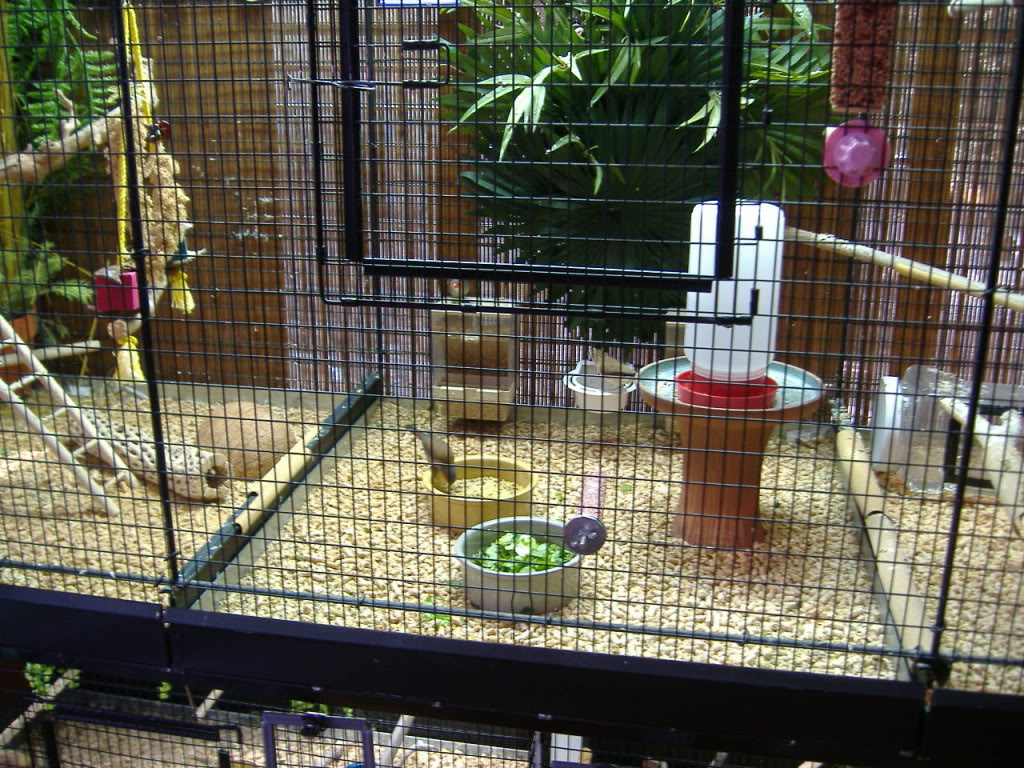 Setting Up Cages for Finches DSCF2447
