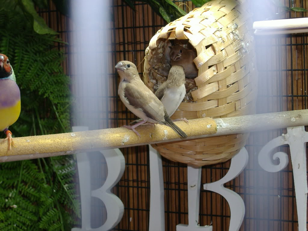 New Silverbill Finches DSCF2466