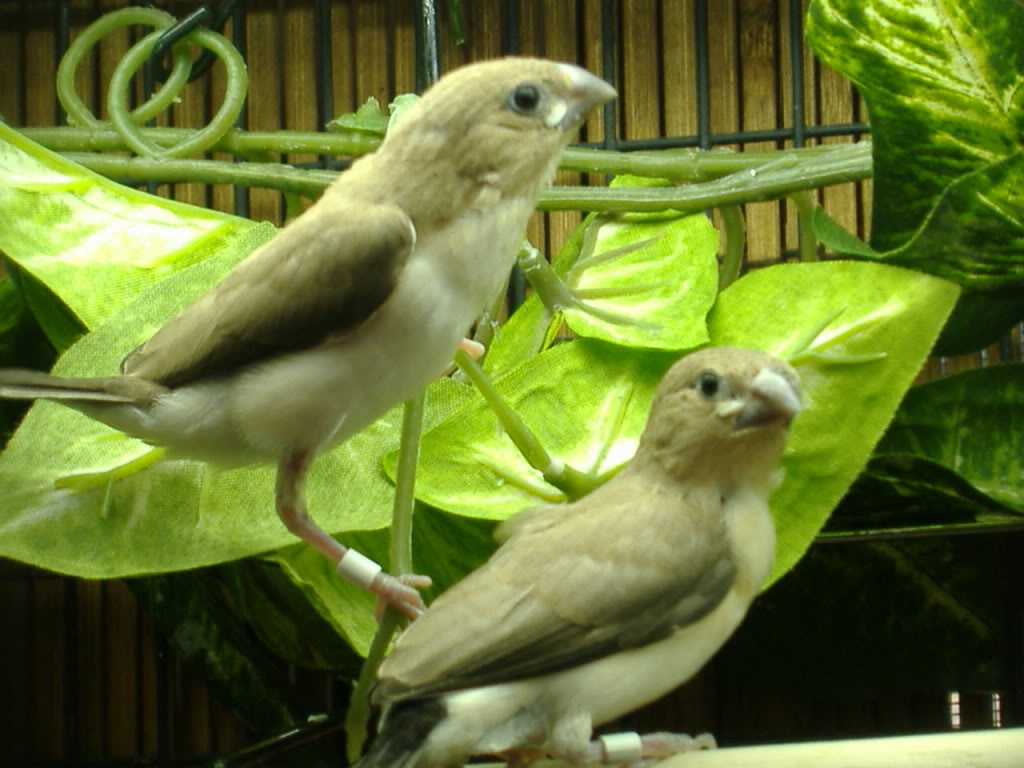 New Silverbill Finches DSCF2473