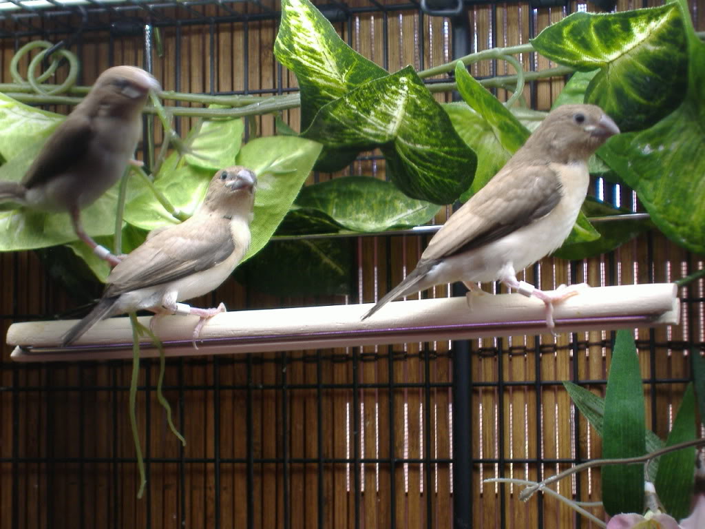 New Silverbill Finches DSCF2474