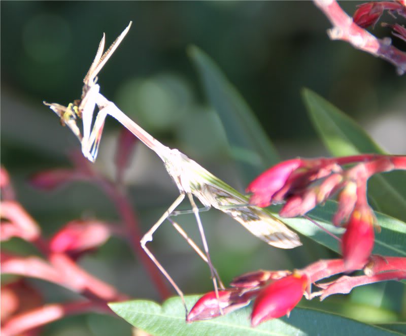 [ Empusa pennata ] Mante religieuse inconnue? Mantereligieuse1