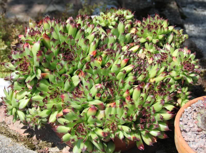 Sempervivums  prolifics SEMPERVIVUMtectorumcristata_0-1