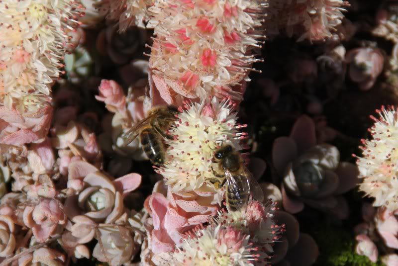 Orostachys en pote  suivre Orostachys_abeille