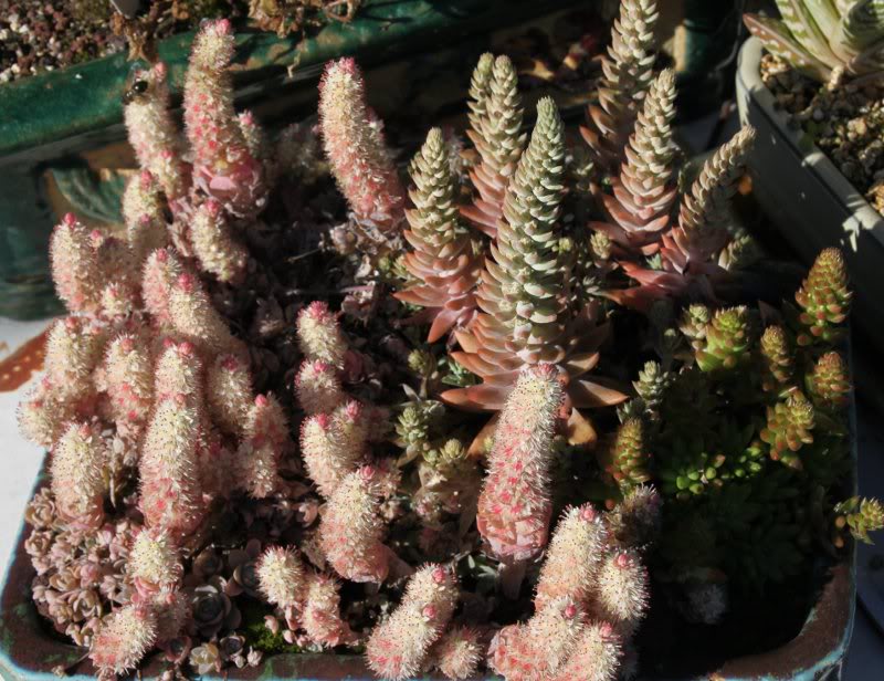 Orostachys en pote  suivre Orostachys_floraison