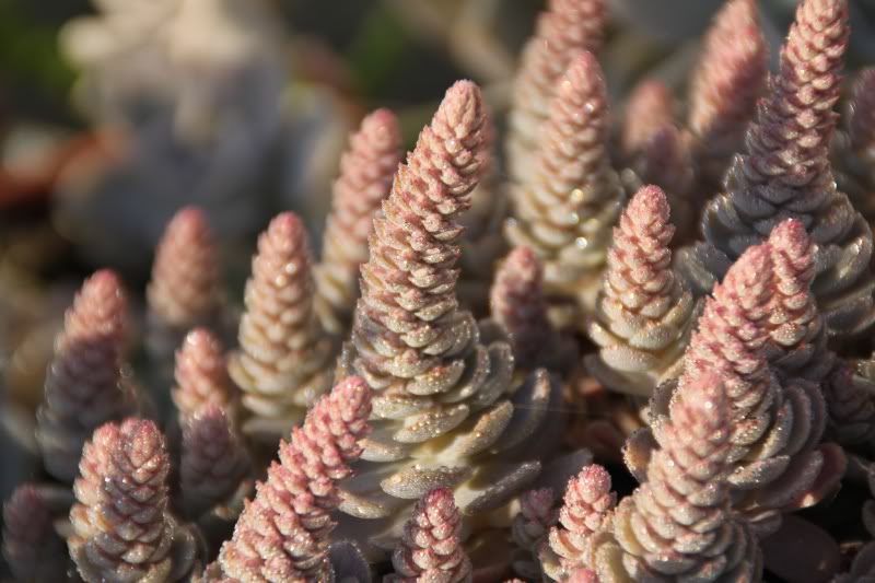 Orostachys en pote  suivre Orostachyspotee1