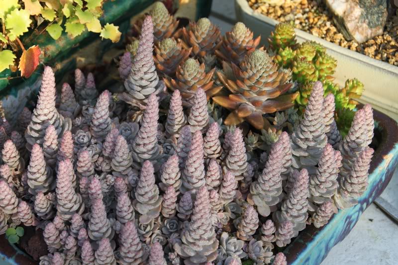 Orostachys en pote  suivre Orostachyspotee2