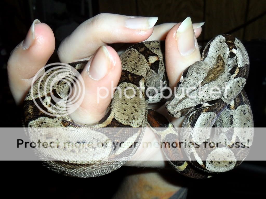 Het Albino---Tyr SAM_1046