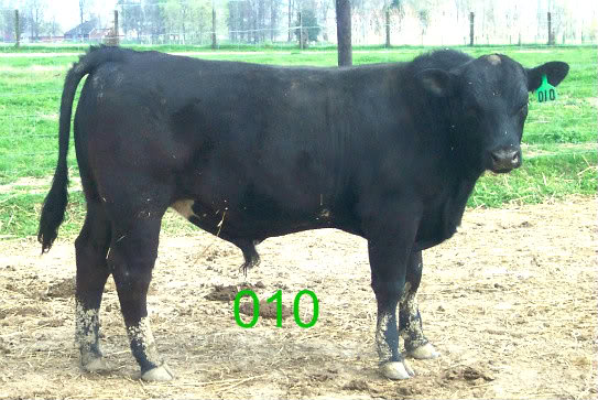 Keeney Angus April 7 Bull and Heifer Sale - Page 5 010-1