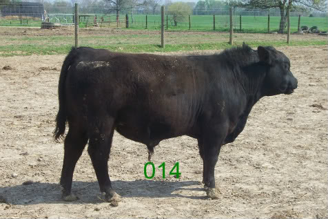 Keeney Angus April 7 Bull and Heifer Sale - Page 5 014-1