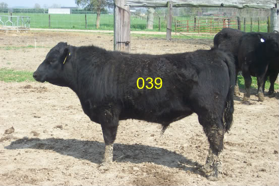 Keeney Angus April 7 Bull and Heifer Sale - Page 5 039a-1