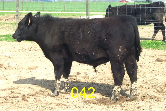 Keeney Angus April 7 Bull and Heifer Sale - Page 5 042-1