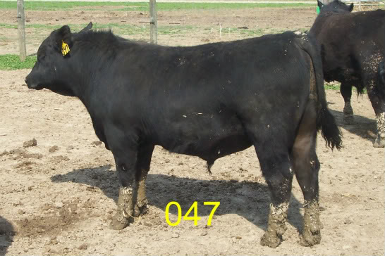 Keeney Angus April 7 Bull and Heifer Sale - Page 5 047-1