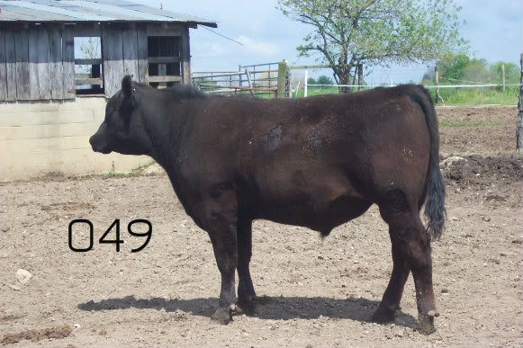 Keeney Angus April 7 Bull and Heifer Sale - Page 6 049-1-1