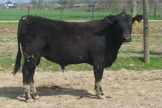 Keeney Angus April 7 Bull and Heifer Sale - Page 5 051-1