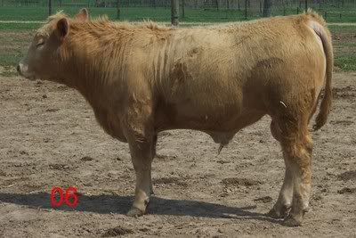 Keeney Angus April 7 Bull and Heifer Sale - Page 5 06-1