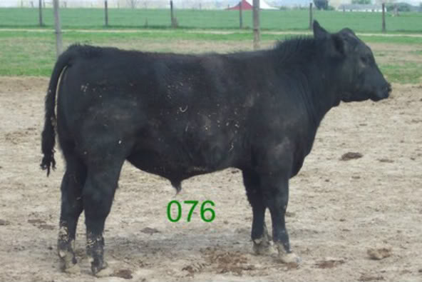 Keeney Angus April 7 Bull and Heifer Sale - Page 5 076-1-1