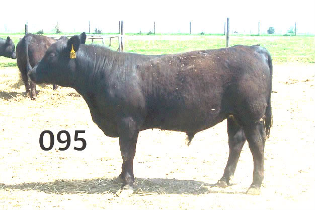 Keeney Angus April 7 Bull and Heifer Sale - Page 6 095-1