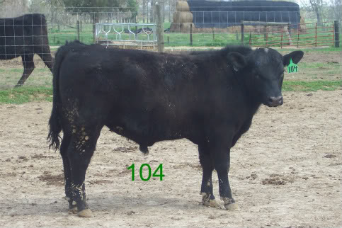 Keeney Angus April 7 Bull and Heifer Sale - Page 5 104-2-1