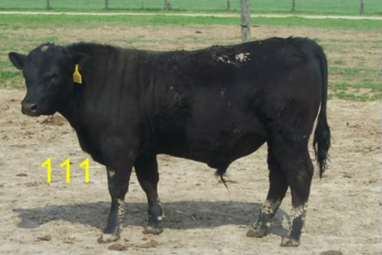 Keeney Angus April 7 Bull and Heifer Sale - Page 5 111-1