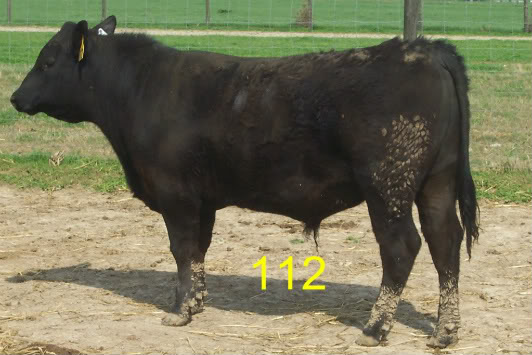 Keeney Angus April 7 Bull and Heifer Sale - Page 5 112-1