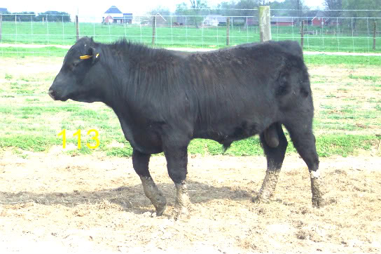 Keeney Angus April 7 Bull and Heifer Sale - Page 5 113-2