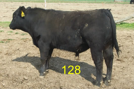 Keeney Angus April 7 Bull and Heifer Sale - Page 5 128-1